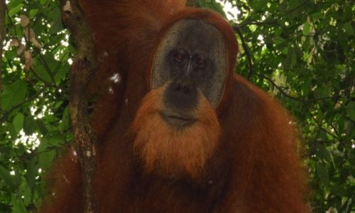 Zdjecie INDONEZJA / Sumatra / - / Orangutan, za chwil przesta by taki miy ...