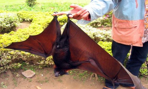 Zdjcie INDONEZJA / Bali /   / Flying Fox
