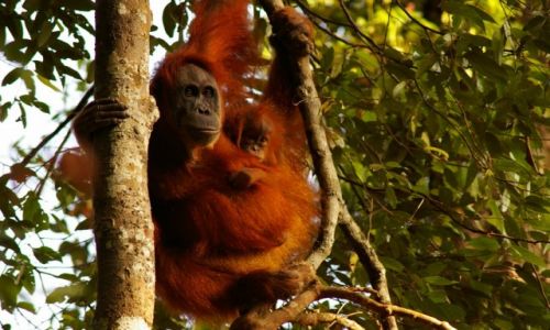 Zdjcie INDONEZJA / Sumatra / Bukit Lawang / Mama