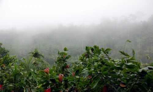 Zdjecie INDONEZJA / Bali / Ubud / Poranek