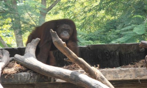 Zdjcie INDONEZJA / yogjakarta / .. / oragutan