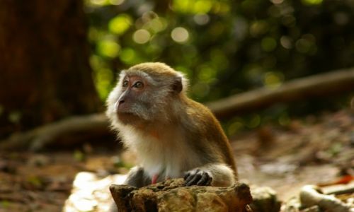 Zdjcie INDONEZJA / Sumatra / Bukit Lawang / Makak