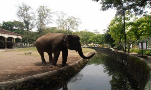 Zdjecie INDONEZJA / Yogyakarta / ...zoo / so