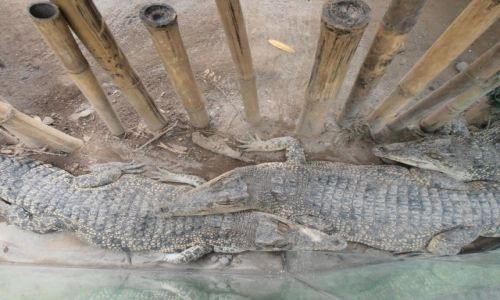 Zdjcie INDONEZJA / Yogyakarta / zoo / krokodyle