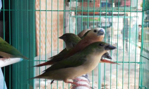 Zdjęcie INDONEZJA / Yogyakarta / bazar ptasi / ptaszki