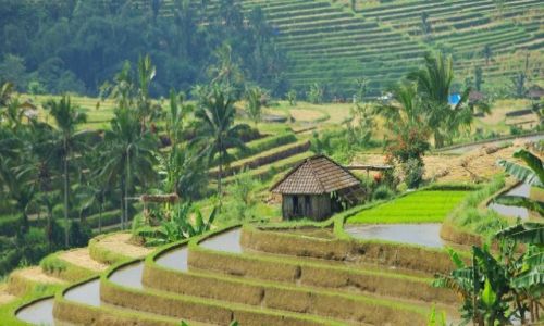 Zdjcie INDONEZJA / Bali / Bali / Indonezja-tarasy ryowe.