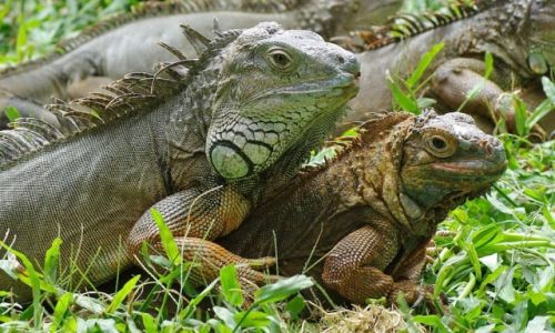 Zdjecie INDONEZJA / Bali / Park Ptakw i Gadw / Iguany