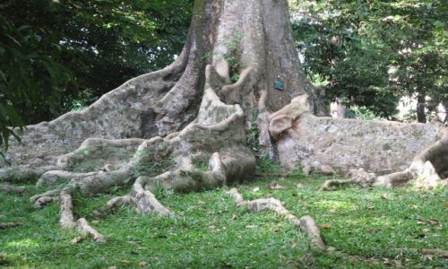 Zdjęcie INDONEZJA / Park Narodowy / Bogor / Pień drzewa