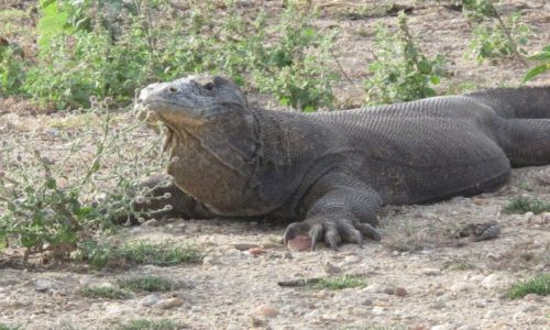 Zdjecie INDONEZJA / Komodo / Komodo / aroczny waran