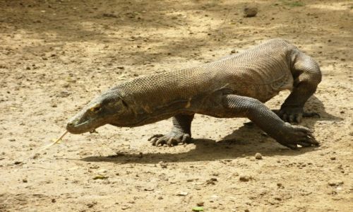 Zdjecie INDONEZJA / Azja / Rinca / Smok z Komodo