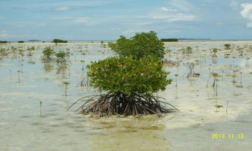 Zdjecie INDONEZJA / Azja / Karimun Jawa / Namorzyny