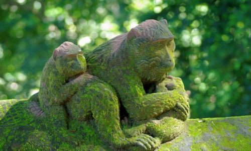 Zdjecie INDONEZJA / Ubud / Monkey Forest / Monkey Forest-Ubud(Bali)