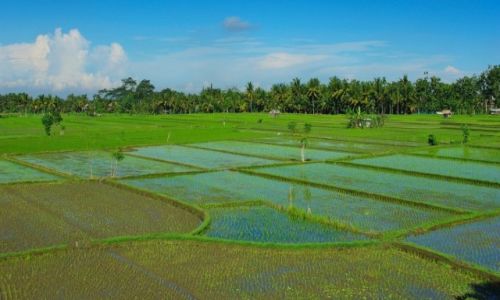 Zdjcie INDONEZJA / Bali / Ubud / Pola ryowe przed hotelem Tegal Sari-Ubud(Bali)