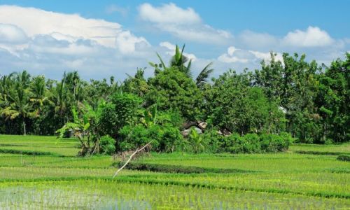 Zdjecie INDONEZJA / Bali / Ubud / Ubud-okolice Tegal Sari