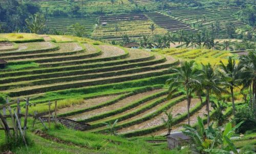 Zdjcie INDONEZJA / Bali / Jatiluwih / Tarasy ryowe Jatiluwih(Bali)