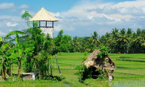 Zdjecie INDONEZJA / Bali / Ubud / Okolice hotelu Tegal Sari-Ubud(Bali)