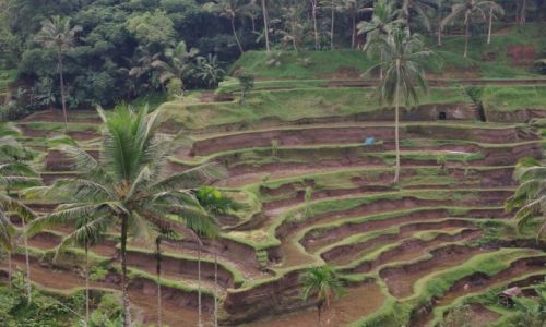 Zdjecie INDONEZJA / Bali / Tegalalang / Tegalalang-tarasy ryowe