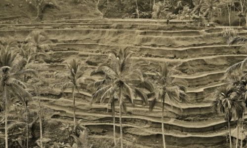 Zdjecie INDONEZJA / Bali / Tegalalang / Tegalalang-tarasy ryowe
