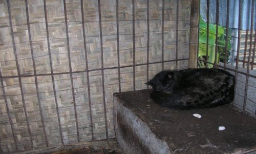Zdjecie INDONEZJA / BALI / BALI / ZWIERZ PRODUKUJCE NAJDROSZ KAW WIATA