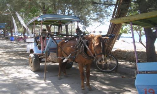 Zdjcie INDONEZJA / GILI ISLAND / TRAWANGAN / JEDYNY TRANSPORT NA GILI TRAWANGAN