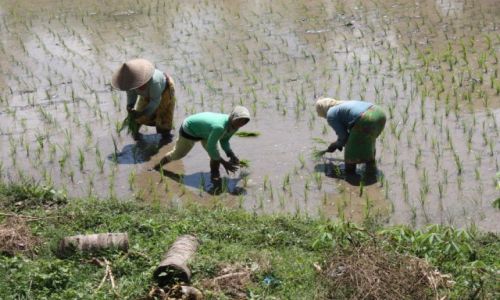 Zdjecie INDONEZJA / - / LOMBOK / KONKURS