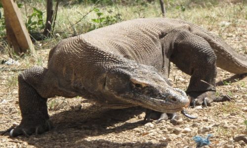 Zdjecie INDONEZJA / Komodo / Komodo / May waranik