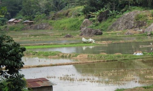 Zdjęcie INDONEZJA / Celebes / Celebes / Pola ryżowe