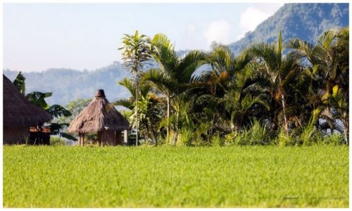 Zdjcie INDONEZJA / Bali / Sidemen / Rice Field