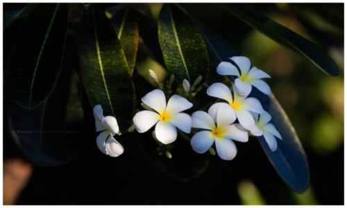 Zdjcie INDONEZJA / Bali / Taman / Plumeria