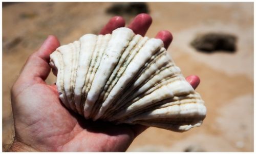 Zdjecie INDONEZJA / Bali / Taman / The Shell