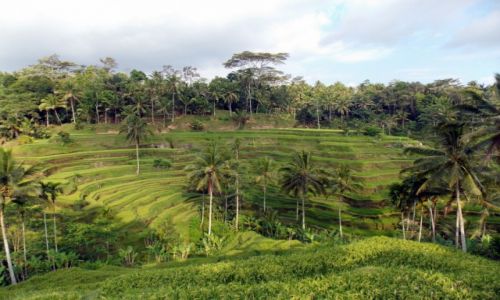 Zdjecie INDONEZJA / - / Tegalalang / Pola ryowe