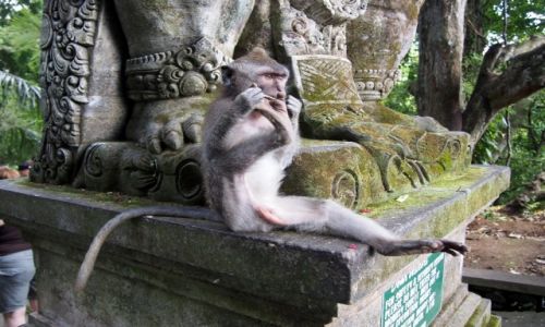 Zdjecie INDONEZJA / Bali / Ubud / Poranna gimnastyka