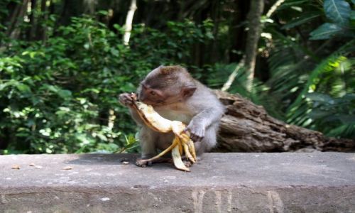 Zdjecie INDONEZJA / Bali / Ubud / niadanko