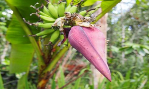Zdjęcie INDONEZJA / Bali / Tampaksiring / Kwiat bananowca