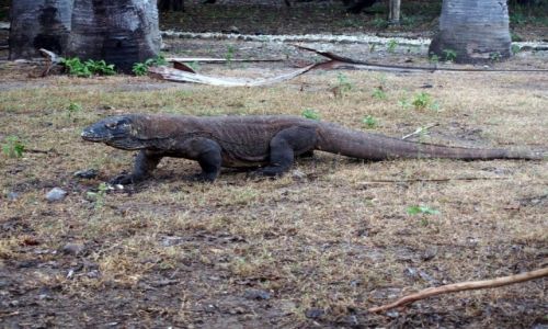 Zdjecie INDONEZJA / Komodo / Komodo / Gospodarz wita u bram