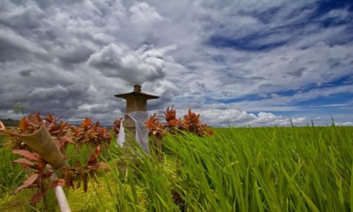 Zdjecie INDONEZJA / Bali / Pola Ryzowe / Rice Terrace