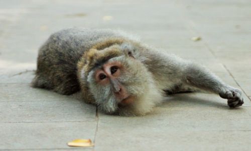 Zdjecie INDONEZJA / bali / ubud / monkey forest