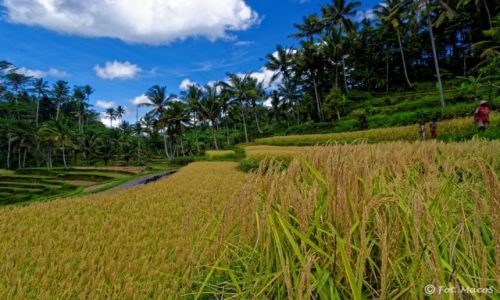 Zdjcie INDONEZJA / Bali / okolice Ubud / Tarasy ryowe