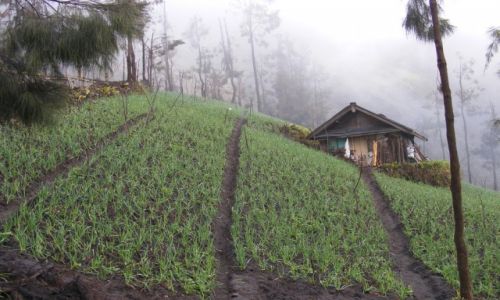 INDONEZJA / Jawa / Bromo / Bromo