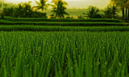 Zdjecie INDONEZJA / Bali / Ubud / Wczesnym rankiem