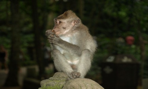 Zdjęcie INDONEZJA / Bali / Park małp w Ubud / Portrecik