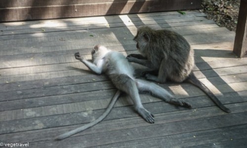 Zdjcie INDONEZJA / Bali / Ubud - Monkey Forest / Mapi relaks