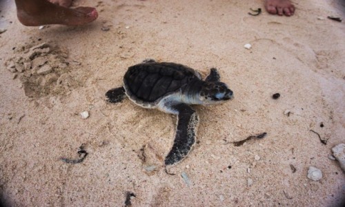 Zdjecie INDONEZJA / - / Gili Air / W KOCU WOLNO