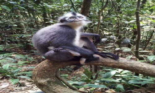INDONEZJA / Sumatra / dungla / Thomas monkey