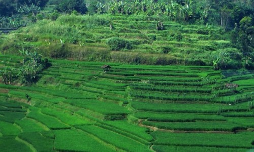 Zdjcie INDONEZJA / Jawa / trasa Bandung Yogyakarta / jawajskie pejzae