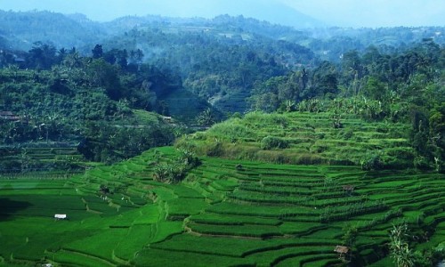 Zdjecie INDONEZJA / Jawa / trasa Bandung Yogyakarta / jawajskie pejzae