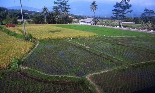 Zdjcie INDONEZJA / Jawa / trasa Bandung Yogyakarta / jawajskie pejzae