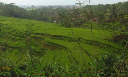 Zdjcie INDONEZJA / Jawa / trasa Bandung Yogyakarta / jawajskie pejzae