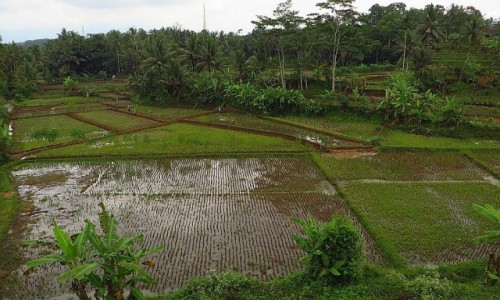 Zdjcie INDONEZJA / Jawa / trasa Bandung Yogyakarta / jawajskie pejzae
