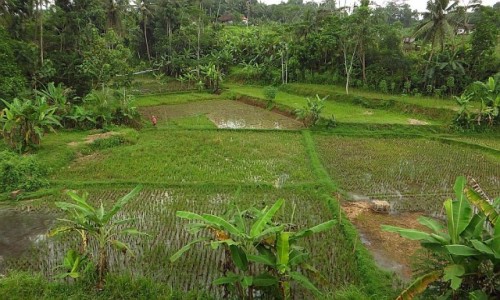 Zdjcie INDONEZJA / Jawa / trasa Bandung Yogyakarta / jawajskie pejzae